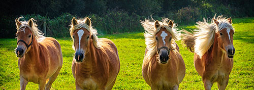 Haflinger Meura